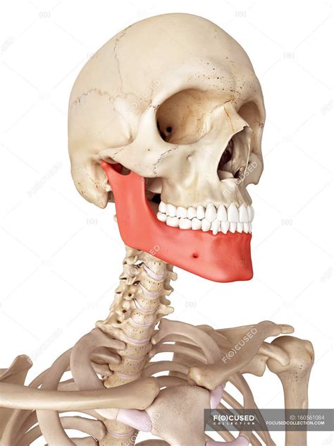 Human jaw bone anatomy — skeletal system, 3d - Stock Photo | #160561084