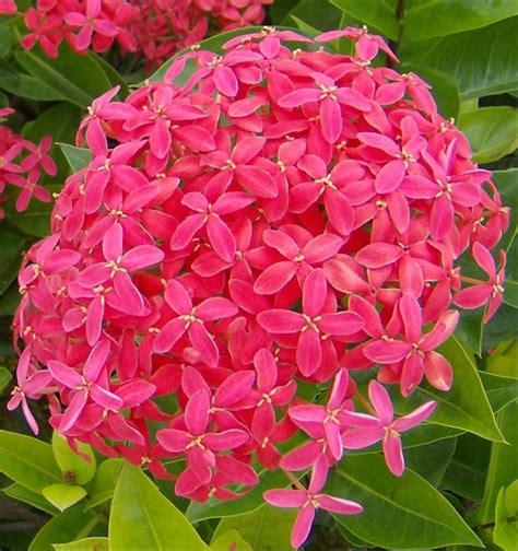 Multicolor Natural Ixora Plant, For Garden, Packaging Type: Bag at Rs ...