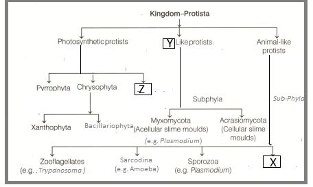 Kingdom Protista Classification Chart