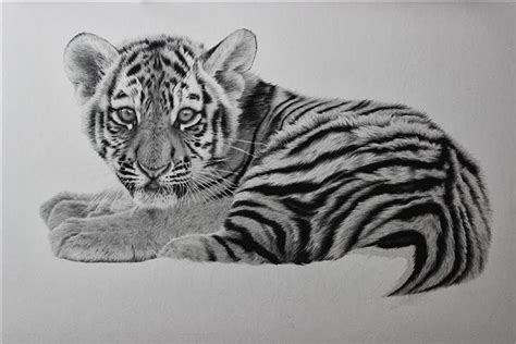 Clive Meredith Wildlife Art: Tiger cub drawing update