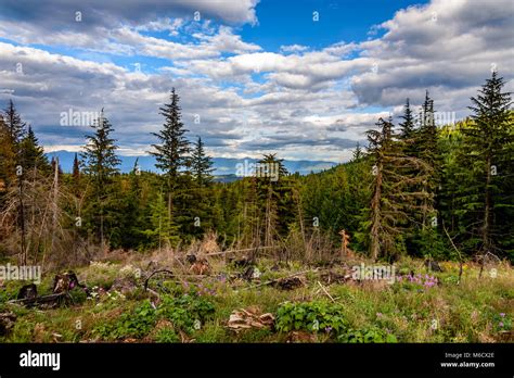 Colville National Forest Stock Photo - Alamy