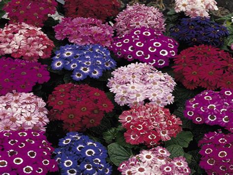 Cineraria - dwarf varieties - Living Colour Plants