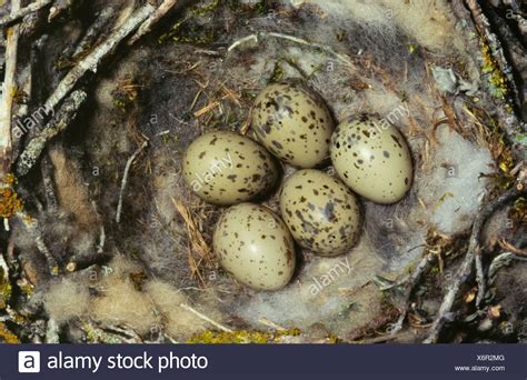 Elster Nest Stockfotos und -bilder Kaufen - Alamy