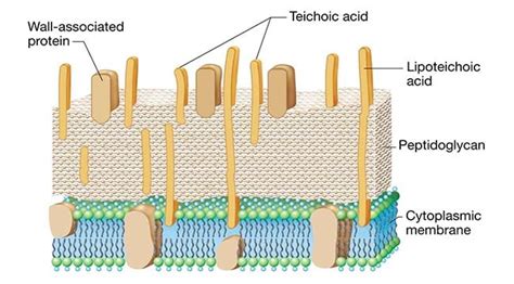 Gram-positive cell wall