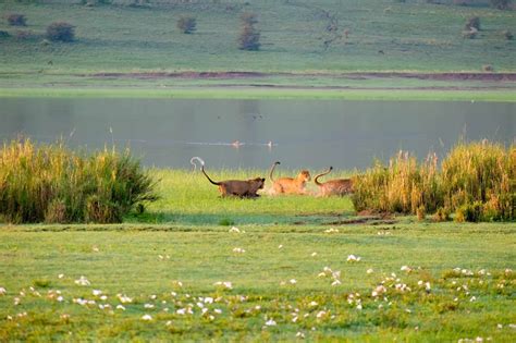 What To Expect On A Ngorongoro Crater Safari: Ultimate Guide