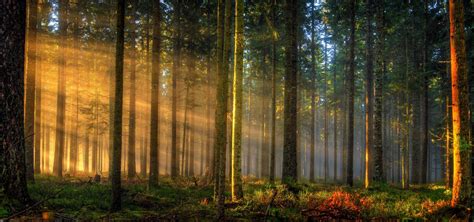 Free photo: Forest Sunrise - Africa, Scene, Orange - Free Download - Jooinn