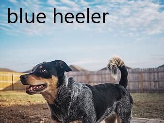 blue heeler temperament