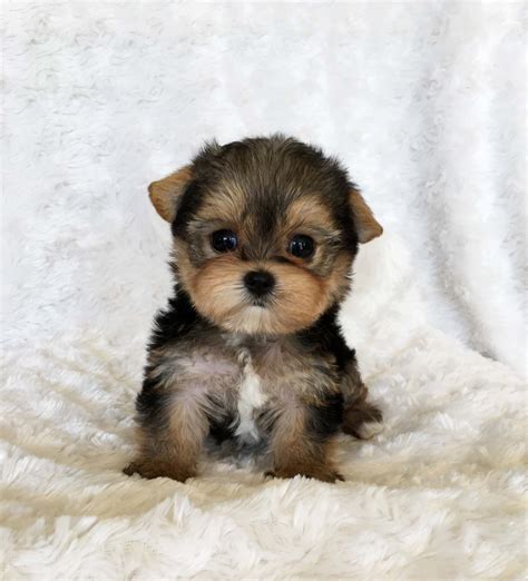 Teacup Yorkie Puppy For sale Lilly! | iHeartTeacups