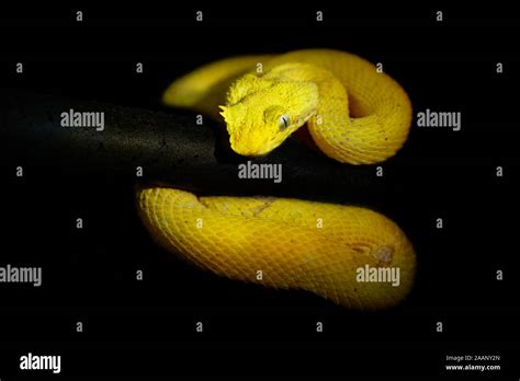 Eyelash Viper - Bothriechis schlegeli venomous pit viper species found ...