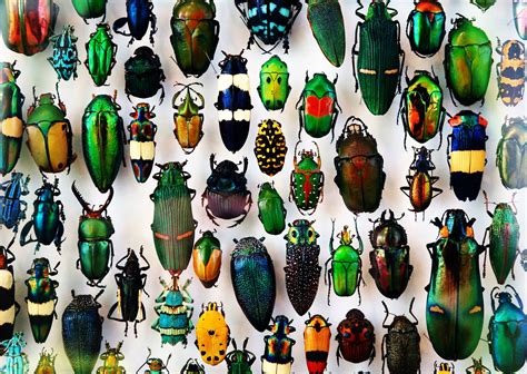 In Defense of Biodiversity: Why Protecting Species from Extinction ...