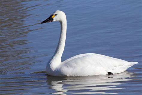 Tundra Swan - Profile | Traits | Facts | Call | Diet | Breeding - BirdBaron