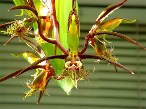 Catasetum schunkei | Orchids, Orchidaceae, Beautiful flowers