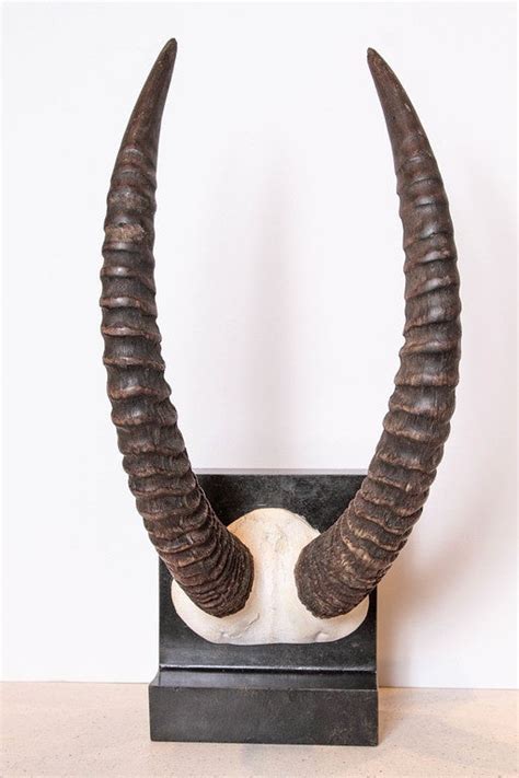 Vintage African Sable Antelope Horns For Sale at 1stdibs