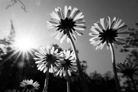 Black And White Photography Nature