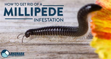 How To Get Rid Of Millipedes In Soil