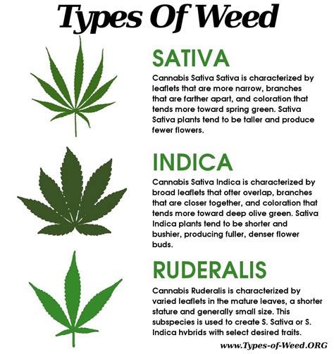 Types Of Weed: Marijuana Plant and Leaf Characteristics and Effects