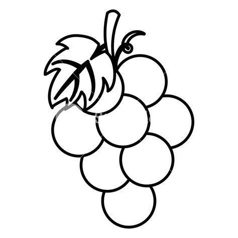 Grapes Drawing at PaintingValley.com | Explore collection of Grapes Drawing