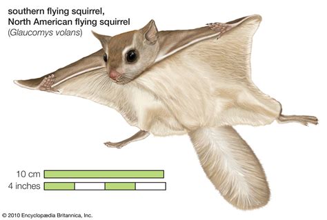 Flying squirrel | Habitat, Adaptations, & Facts | Britannica