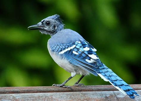 Blue Jay Molting | Flickr - Photo Sharing!