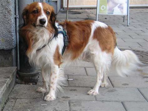 Kooikerhondje or Nederlands Kooikerhondje is a Sporting and Working Dog ...