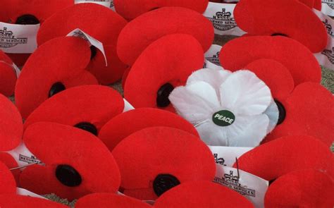 White poppies: why do people wear the alternative symbol of remembrance