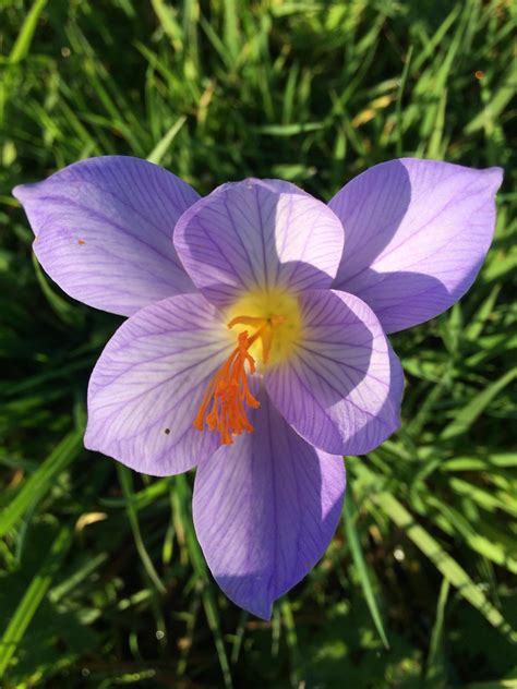 Colchicum autumnale. Lovely UK native crocus in our forest garden. # ...