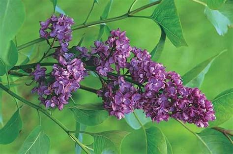 Top 10 Flowering Shrubs | Flowering Bushes - Birds & Blooms