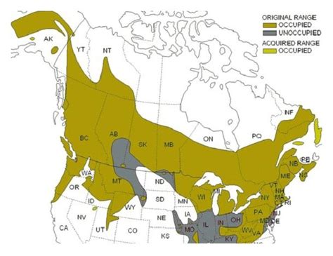 Forest Grouse — The North American Grouse Partnership