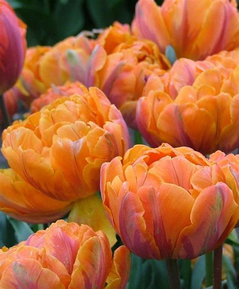 Best 198 TULIP-Double peony ideas on Pinterest | Beautiful flowers ...