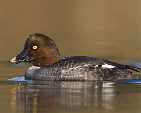 Pin on Ducky