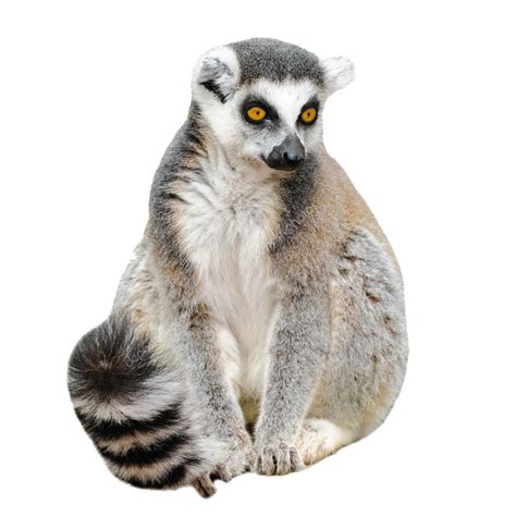 lemur png 10 free Cliparts | Download images on Clipground 2024