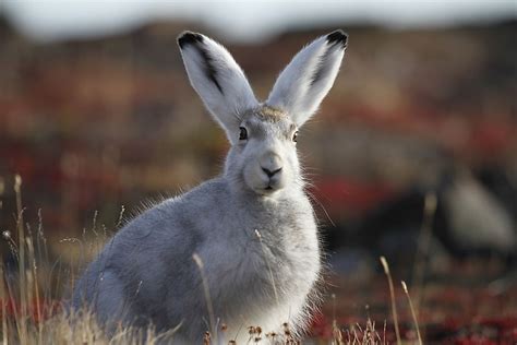 Animals That Live in the Tundra - WorldAtlas