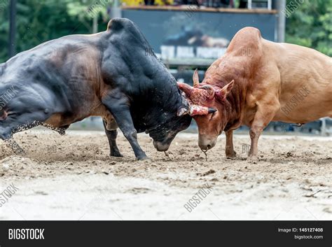 Bull Fighting Image & Photo (Free Trial) | Bigstock