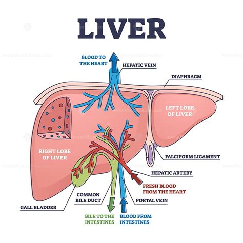 Liver structure and anatomical organ function explanation outline ...