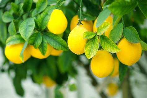 Citrus | Fruit, Trees, Aromatic | Britannica