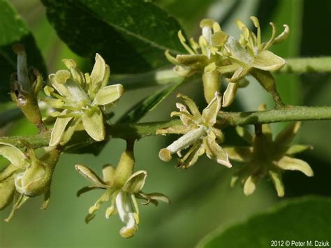 Gleditsia triacanthos (Honey Locust): Minnesota Wildflowers