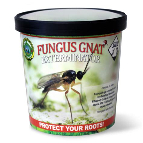 Best Pesticide For Fungus Gnats - PestPhobia