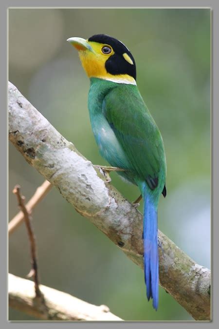 Long-tailed Broadbill - BirdForum Opus | BirdForum