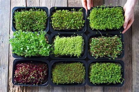 What are Microgreens? Nutrition, Health Benefits and How to Grow Them ...