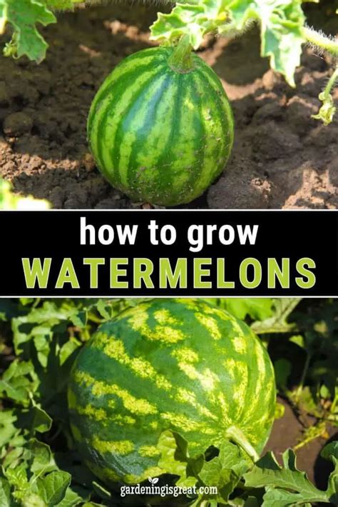 How to Grow Watermelons in Your Garden | Gardening is Great