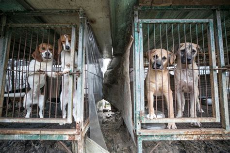 South Korea’s dog meat ban taskforce announces short delay in ...