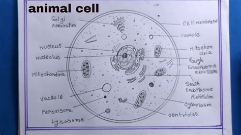 Animalia Cell Diagram