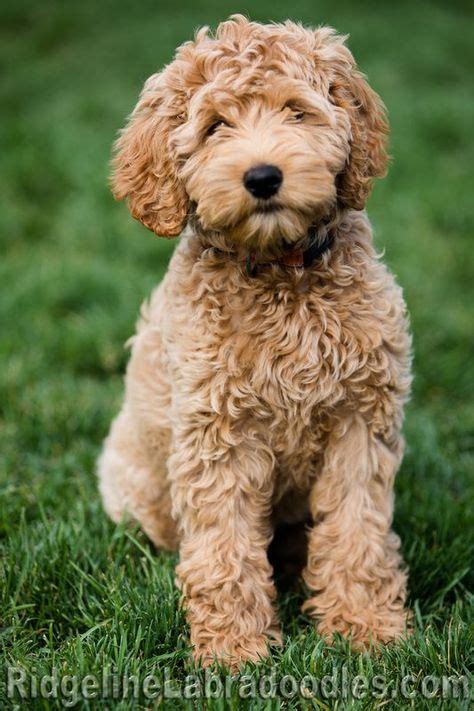 © 2016 Ridgeline Australian Labradoodles, LLC | R... - #australian # ...