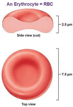 Blood Components, Hemoglobin, Type/Rh Factor, Agglutination - Antranik.org