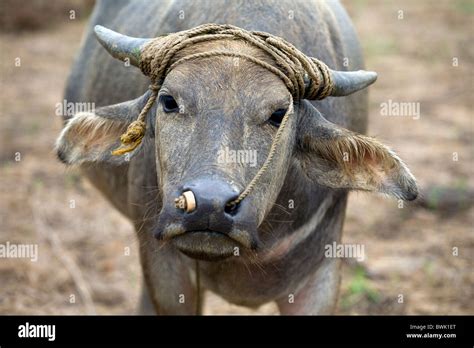 Carabao Buffalo High Resolution Stock Photography and Images - Alamy