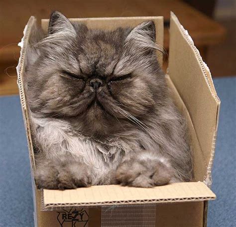 Cute Pictures of Cats in Boxes