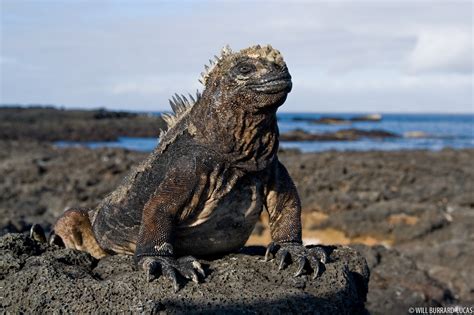 Galapagos Iguana | Will Burrard-Lucas