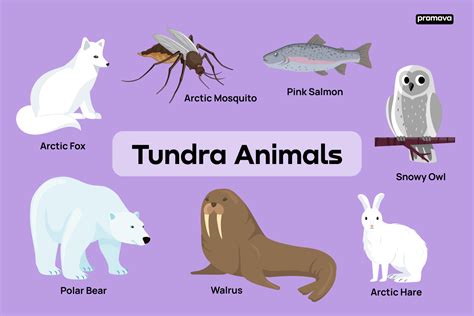 Arctic Tundra Animals