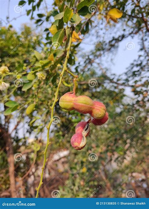 Jungle jalebi fruit stock image. Image of tree, food - 213130835