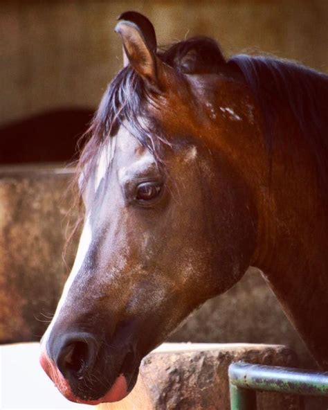 Kathiawari horse | Horses, Kathiyawadi horse, Rare horses